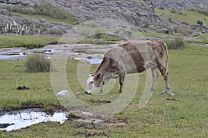 Cow posing on the grass land