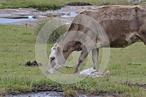 Cow posing on the grass land