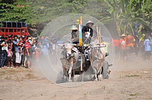 Cow race in Yogyakarta, Indonesia