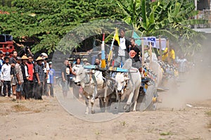 Cow race in Yogyakarta, Indonesia