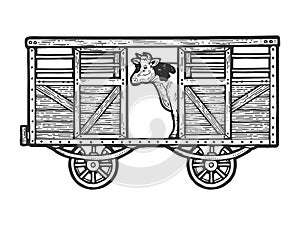 Cow in railway carriage sketch engraving vector