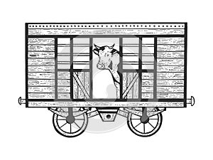 Cow in railway carriage sketch engraving vector