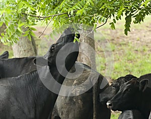 A Cow Reaches for Leaves