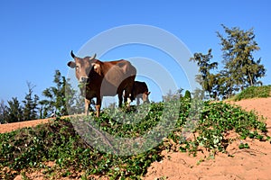 Cow at Red Sand Dunes, Vietnam