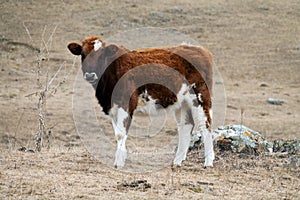 Cow red suit and strong physique in the barnyard