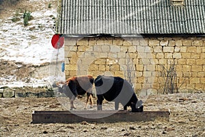 Cow red suit and strong physique in the barnyard