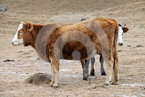 Cow red suit and strong physique in the barnyard