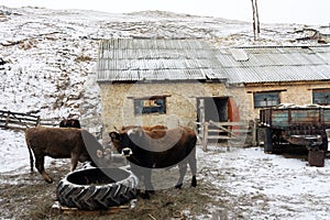 Cow red suit and strong physique in the barnyard