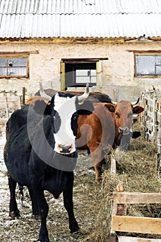 Cow red suit and strong physique in the barnyard