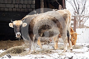 Cow red suit and strong physique in the barnyard