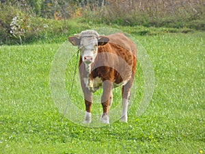 Cow Red and White