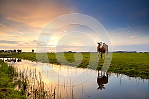 Cow reflected in river at sunrise