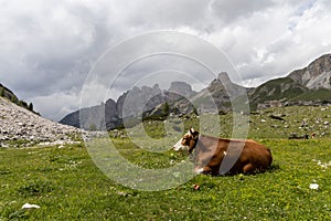 Cow relaxing on a lush pasture in the Dolomites, Italy near Tre Cime di Lavaredo