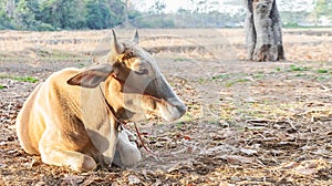 A cow relaxing on pasture at sunrise