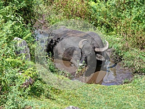 Cow relaxing in puddle