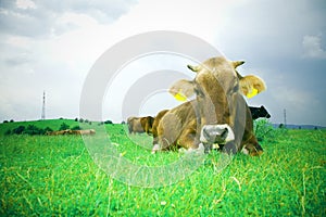 Cow resting