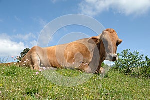 Cow is resting on green grass