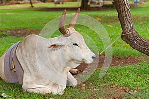 Cow resting on ground restrained by nose ring and rope to tree