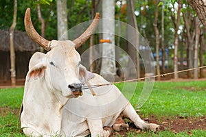 Cow resting on ground restrained by nose ring and rope to tree