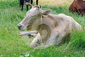 A cow resting, laying on the meadow
