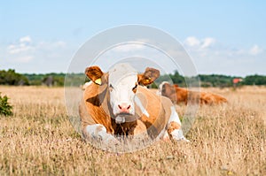 Cow resting in the pasture looking into the camera