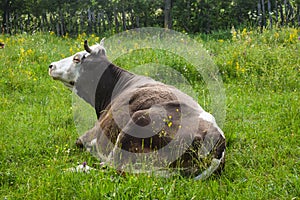 Una vaca en está descansando en verde prado. estilizado banco de fotos tipo foto en rumania 
