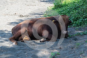 cow resting on the sand.