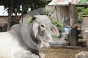 Cow resting in a village in northern Cambodia