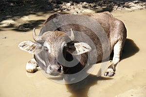 Cow rests in muddy puddle