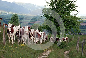 Cow in Rhone Alpes