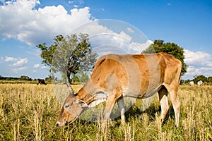 Cow in rice field