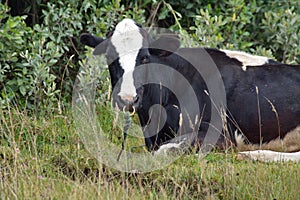 Cow with a ring in its nose