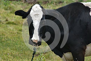 Cow with a ring in its nose