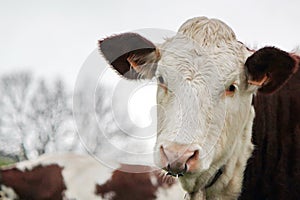 Cow with a ring in the nose