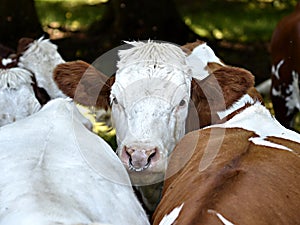 Cow with a ring in the nostrils