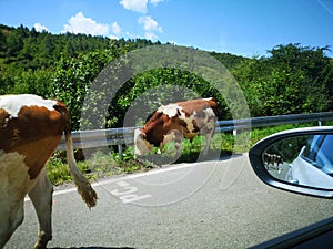 Cow on road to Sjenica photo