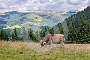 Cow in Romania photo