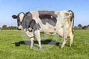 Cow round udder in full length side view in a field black and white, in the Netherlands