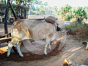 a cow is rounding a stone