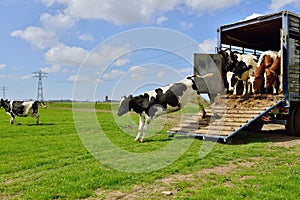 Cow runs in meadow after livestock transport