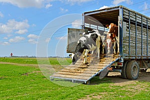 Cow runs in meadow after livestock transport photo