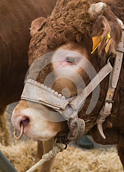 Cow in a rural market