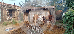 The cow and calf eating photo