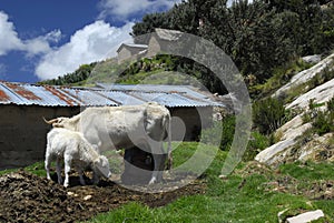 Cow and it's calf on Isla del Sol