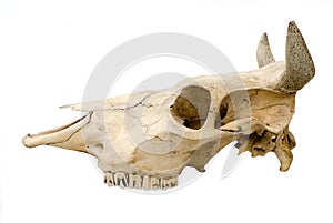 Cow's cranium