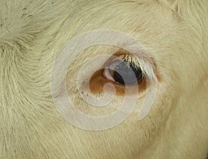 Cow`s eye