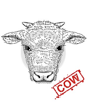 Cow`s face illustration hand drawn on white background