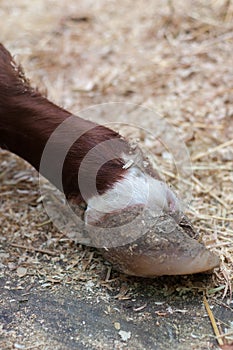 Cow`s front foot hoof in paddock on farm