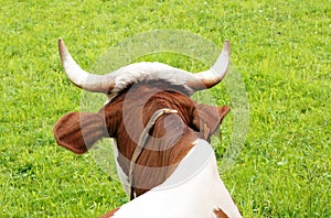 Cow's head and horns