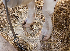 Cow`s hoof on straw